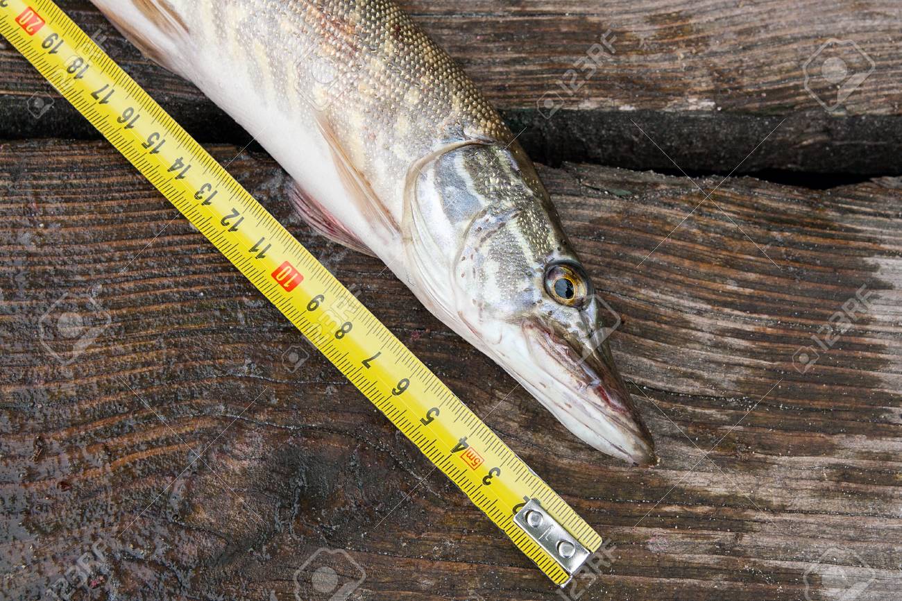 Poisson Brochet Nordique D'eau Douce Connu Sous Le Nom D Poisson Brochet Nordique D'eau Douce Connu Sous Le Nom D