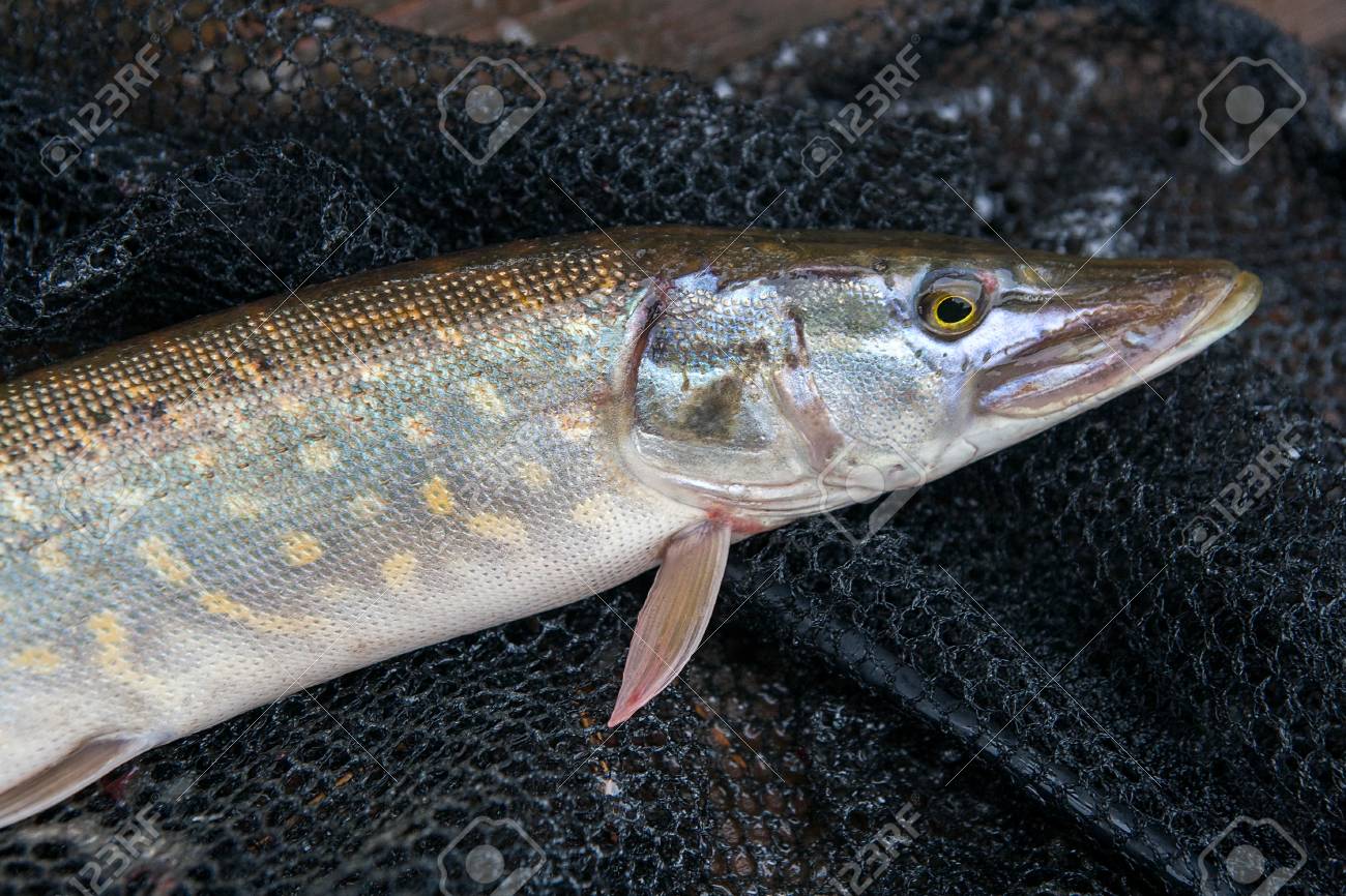 Poisson Brochet Nordique D'eau Douce Connu Sous Le Nom D Poisson Brochet Nordique D'eau Douce Connu Sous Le Nom D