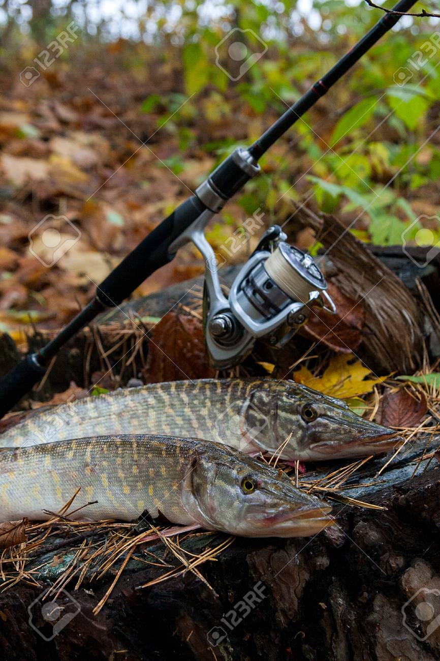 Poisson Brochet Nordique D'eau Douce Connu Sous Le Nom D Poisson Brochet Nordique D'eau Douce Connu Sous Le Nom D
