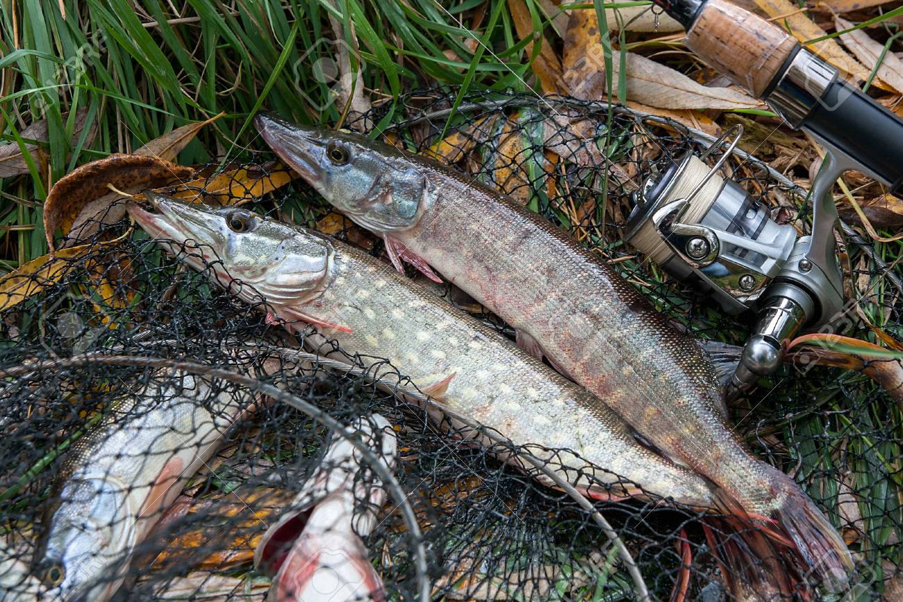 Poisson Brochet Nordique D'eau Douce Connu Sous Le Nom D Poisson Brochet Nordique D'eau Douce Connu Sous Le Nom D