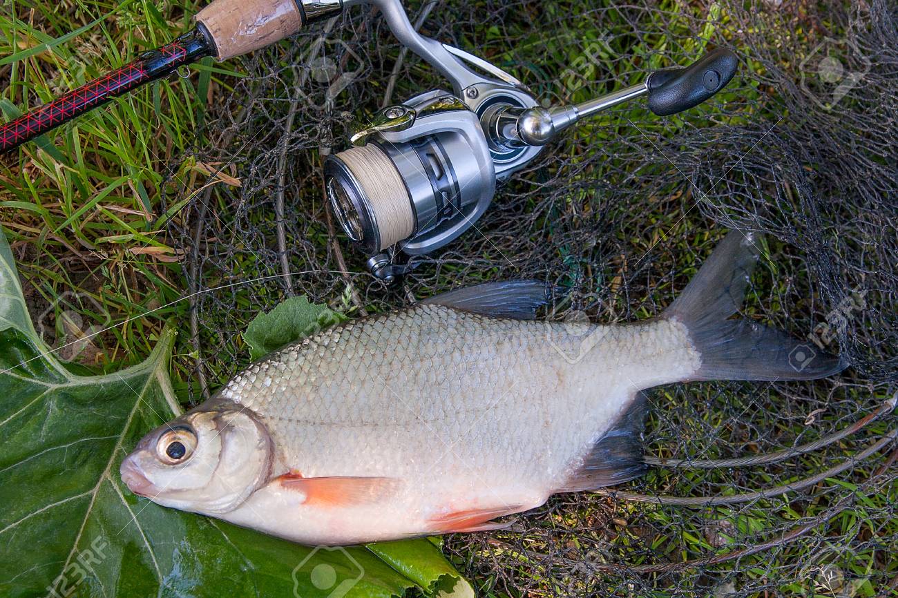 bream fishing rod and reel