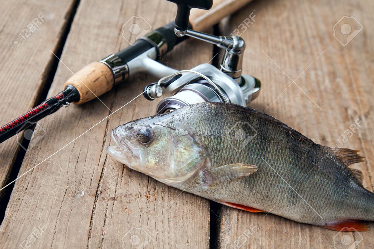 perch fishing tackle