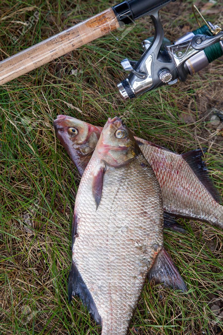Bronze bream fishing Clearance