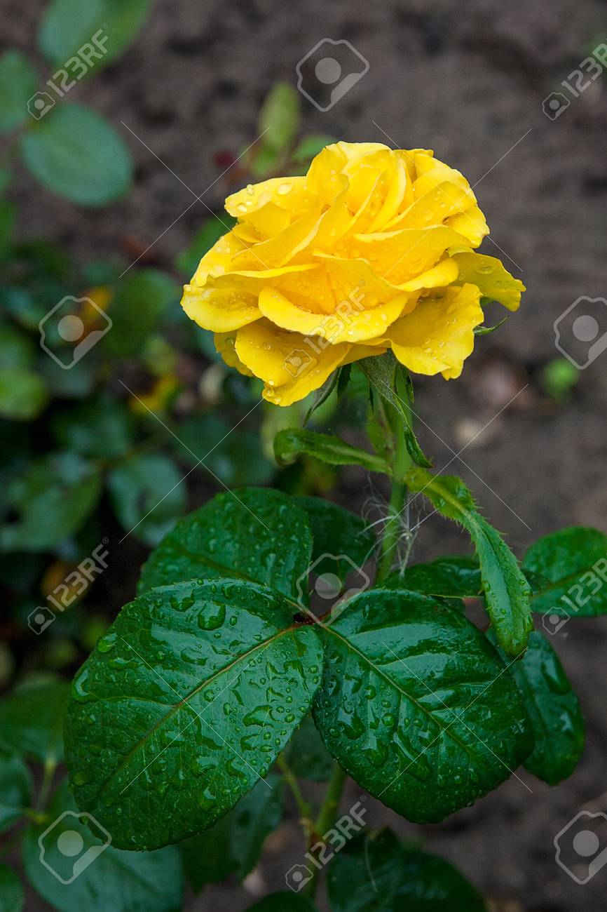 Beautiful Yellow Rose Among Green Leaves Of The Plant. Close Up View Of Rose  Flowers On Rose Bush With Water Drops In Flower Garden At The Morning After  Rain. Stock Photo, Picture, image size:866x1300