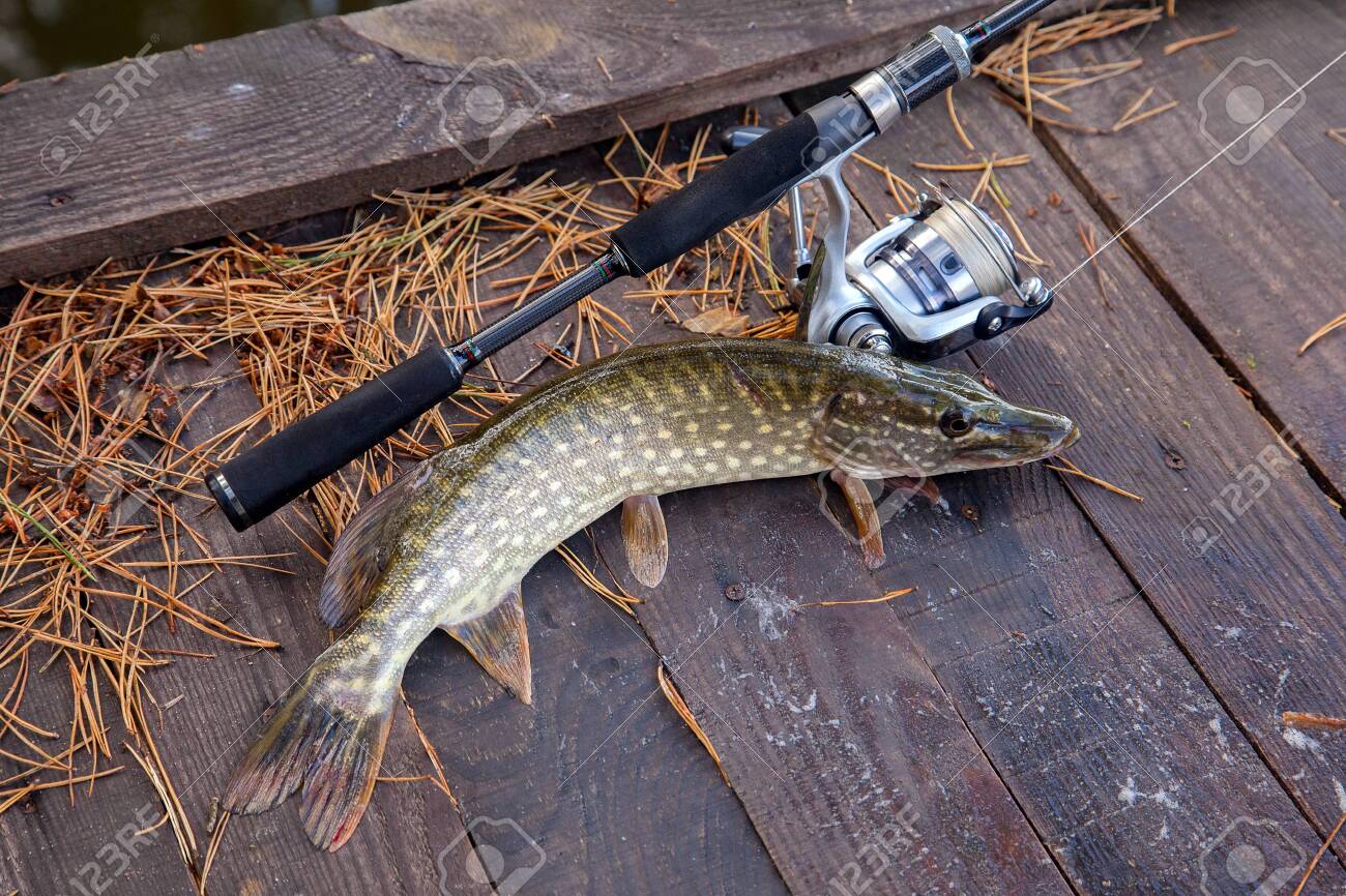 pike fishing rod and reel