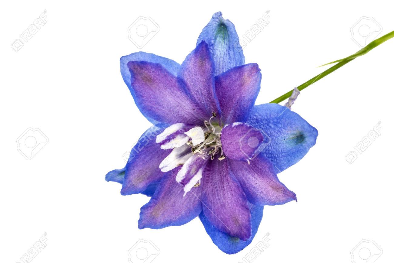 flower of delphinium larkspur close up isolated on white