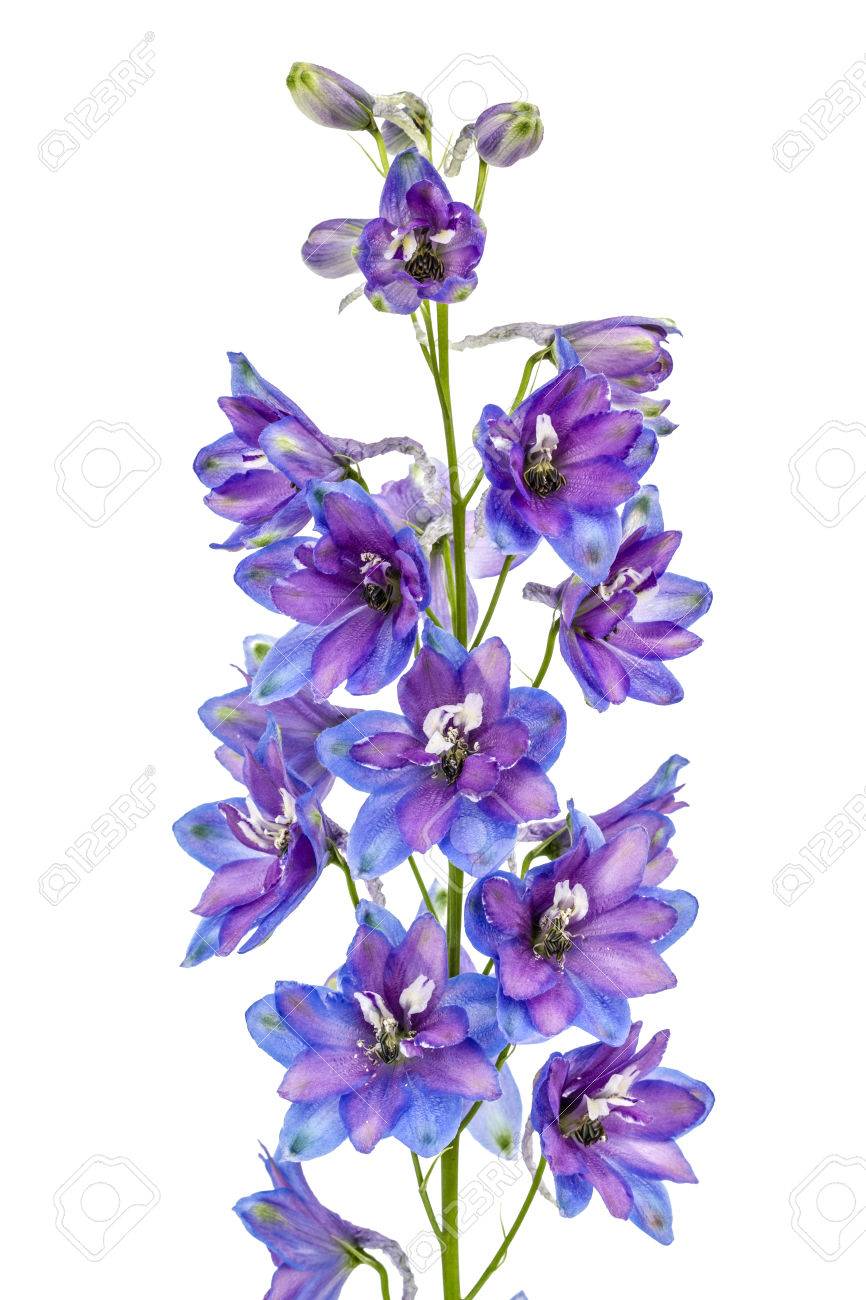 flower of delphinium larkspur isolated on white background stock