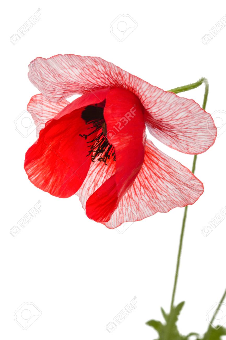 白い背景の上の Petalsisolated の珍しい色のポピーの花 の写真素材 画像素材 Image