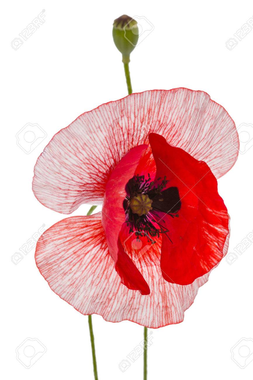 白い背景の上の Petalsisolated の珍しい色のポピーの花 の写真素材 画像素材 Image