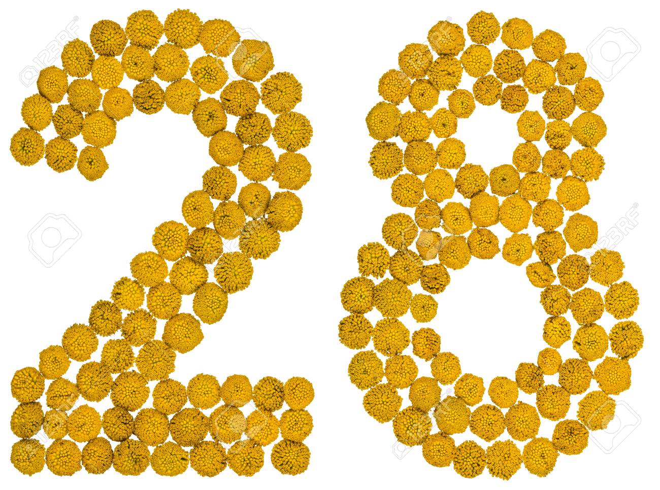 Arabic Numeral 28 Twenty Eight From Yellow Flowers Of Tansy Stock Photo Picture And Royalty Free Image Image 81296051 https www 123rf com photo 81296051 arabic numeral 28 twenty eight from yellow flowers of tansy isolated on white background the tansy a html