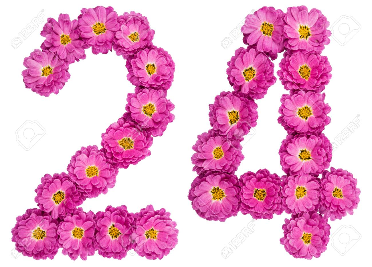 Numero Arabigo 24 Veinticuatro De Flores De Crisantemo Aisladas Sobre Fondo Blanco Fotos Retratos Imagenes Y Fotografia De Archivo Libres De Derecho Image Numero Arabigo 24 Veinticuatro De Flores De Crisantemo Aisladas Sobre Fondo Blanco Fotos Retratos Imagenes Y Fotografia De Archivo Libres De Derecho Image