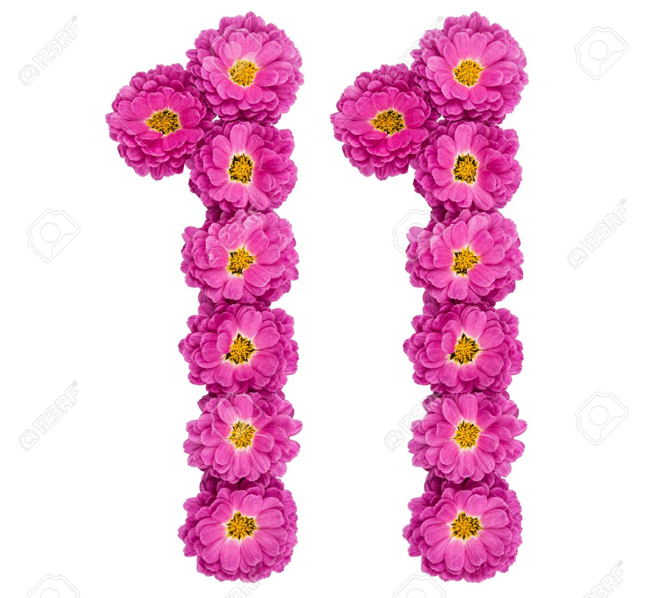 アラビア数字 11 11 菊 白い背景で隔離の花から の写真素材 画像素材 Image