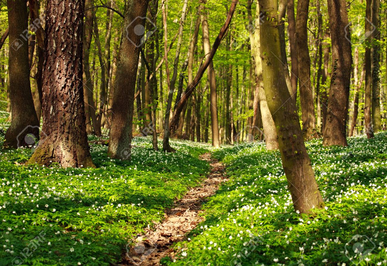 trail background