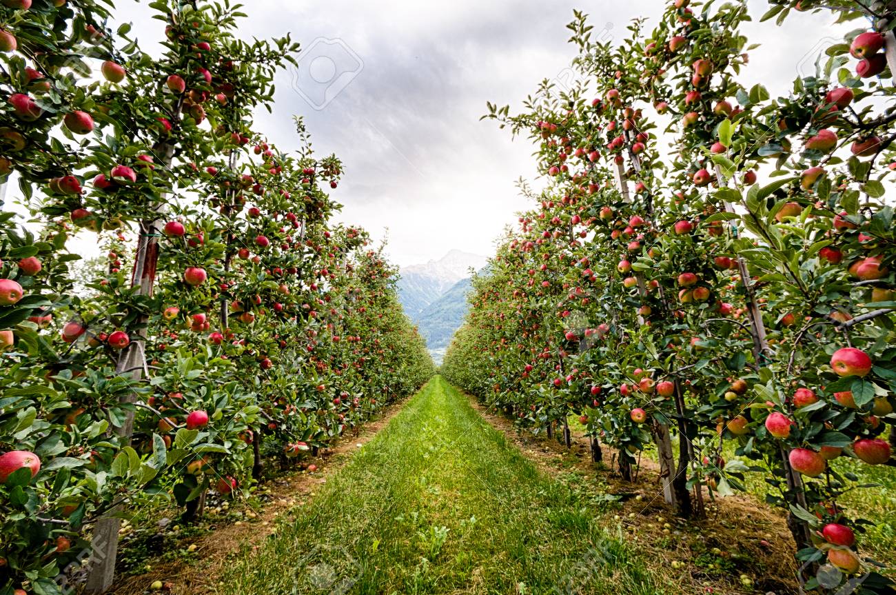 Red Apple Garden At The Sunset In Italy Stock Photo Picture And Royalty Free Image Image 57235142