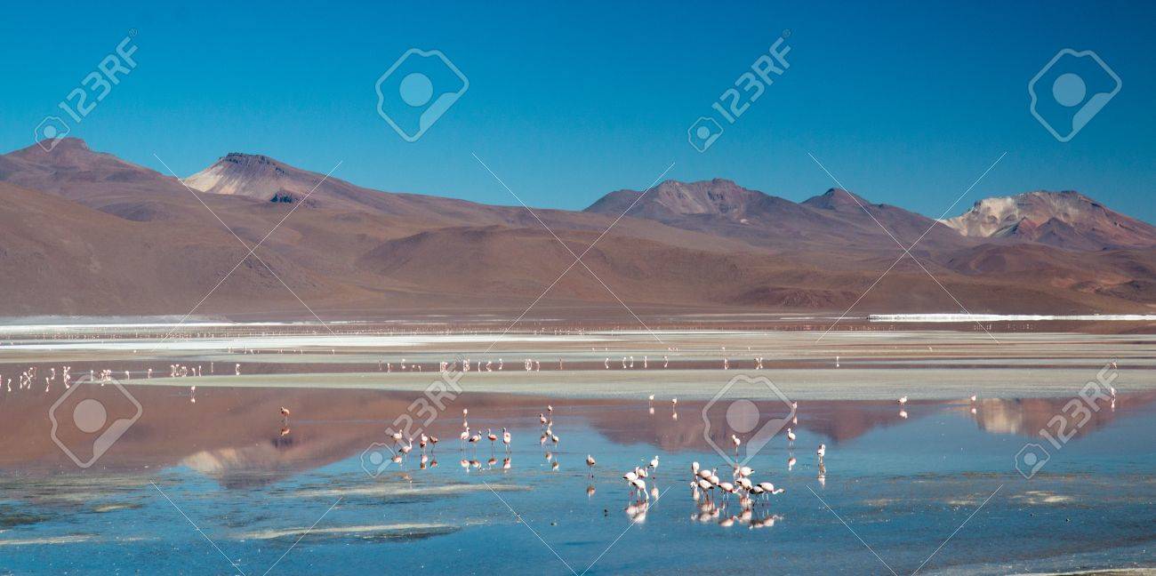 flamingos at laguna colorada red lagoon bolivia stock photo picture
