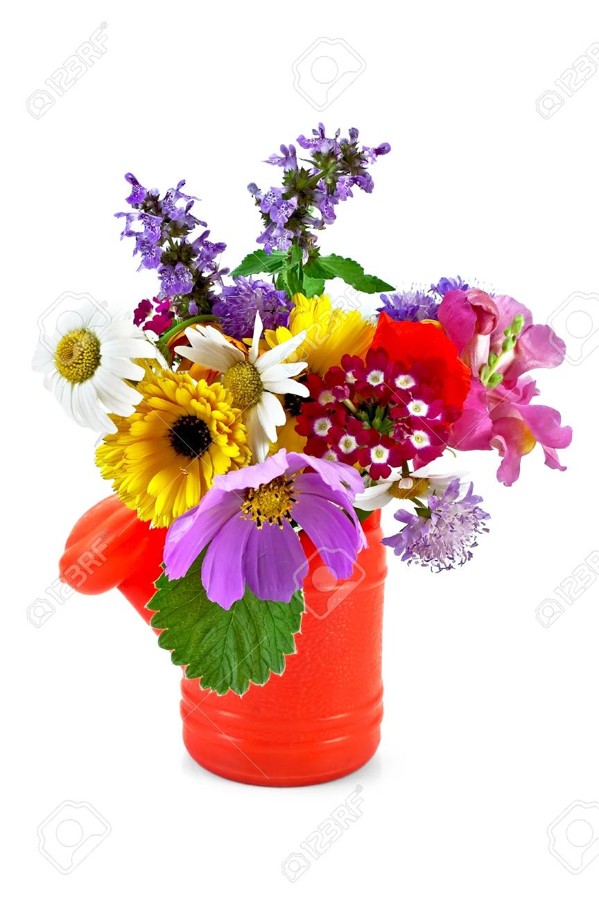 Immagini Stock Bouquet Di Fiori In Irrigazione Per Bambini Rosse Donne Puo Isolato Su Sfondo Bianco Image