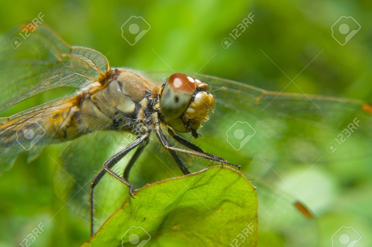 etiam-dictum-ipsum-a-felis