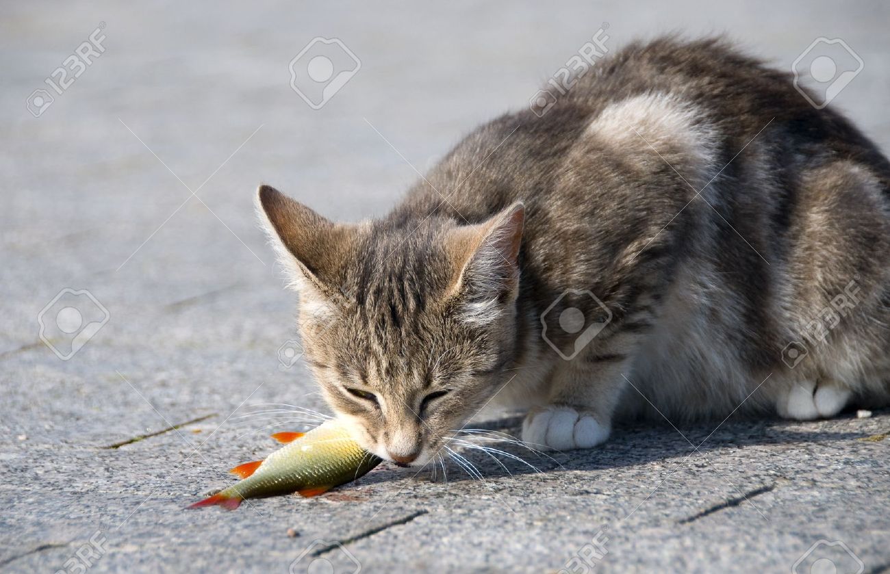 cat eating fish