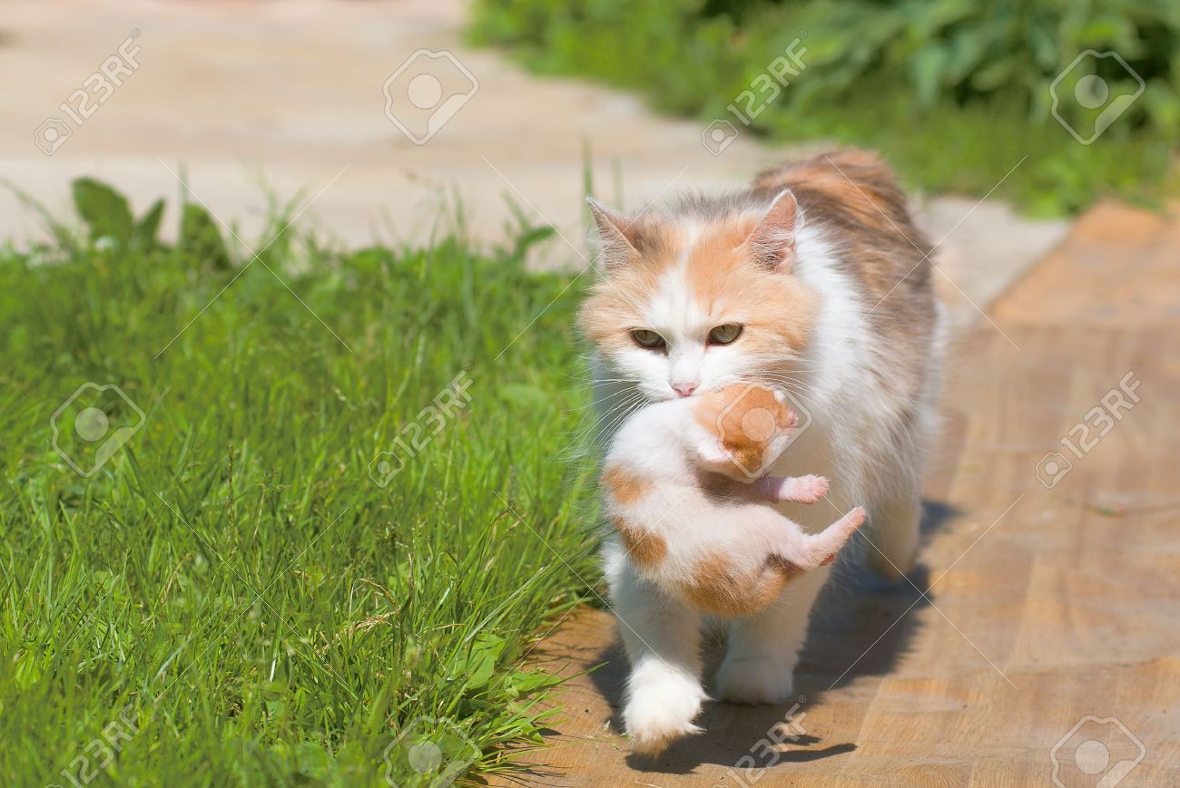 cat carries