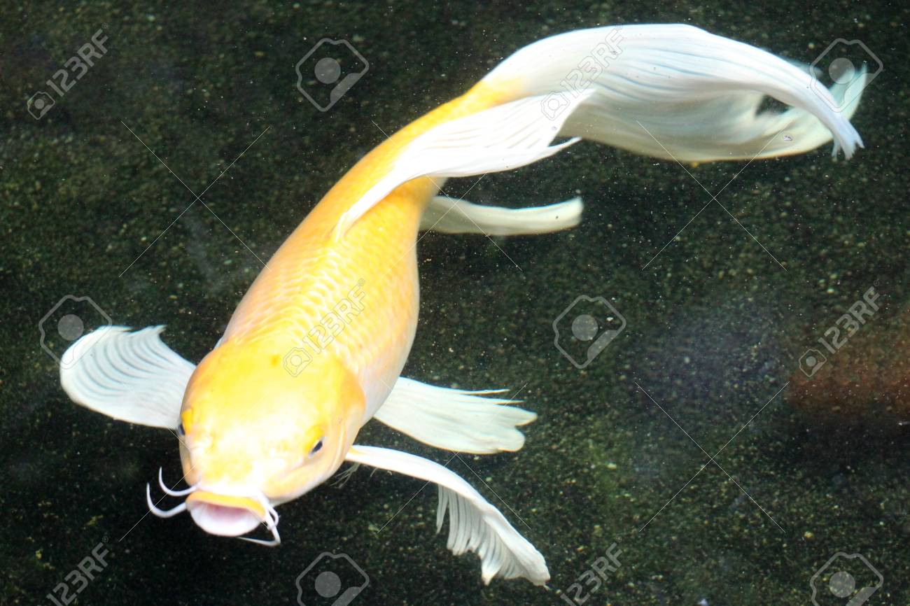 gold koi fish