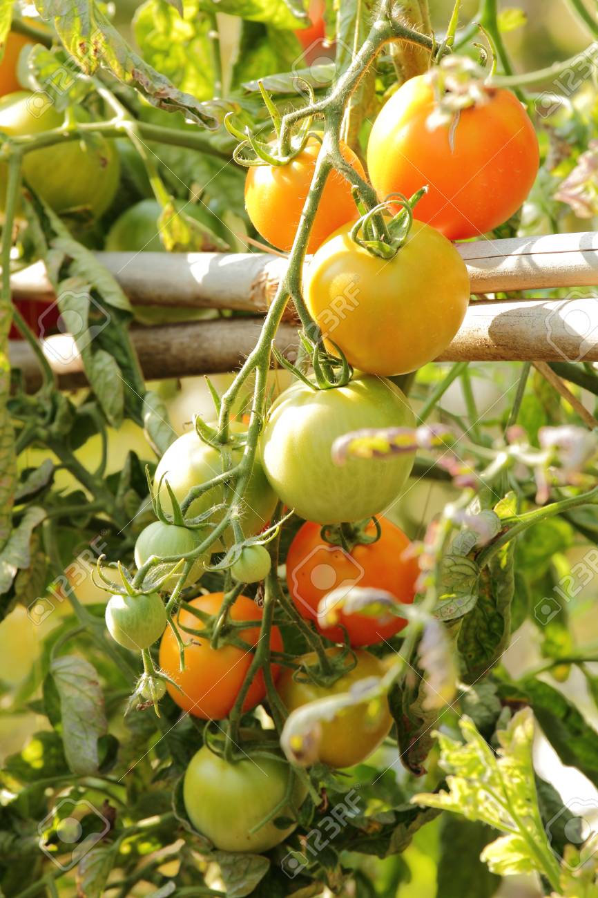 Nombre Cientifico Lycopersicon Esculentum Mill Fotos Retratos Imagenes Y Fotografia De Archivo Libres De Derecho Image 57834205