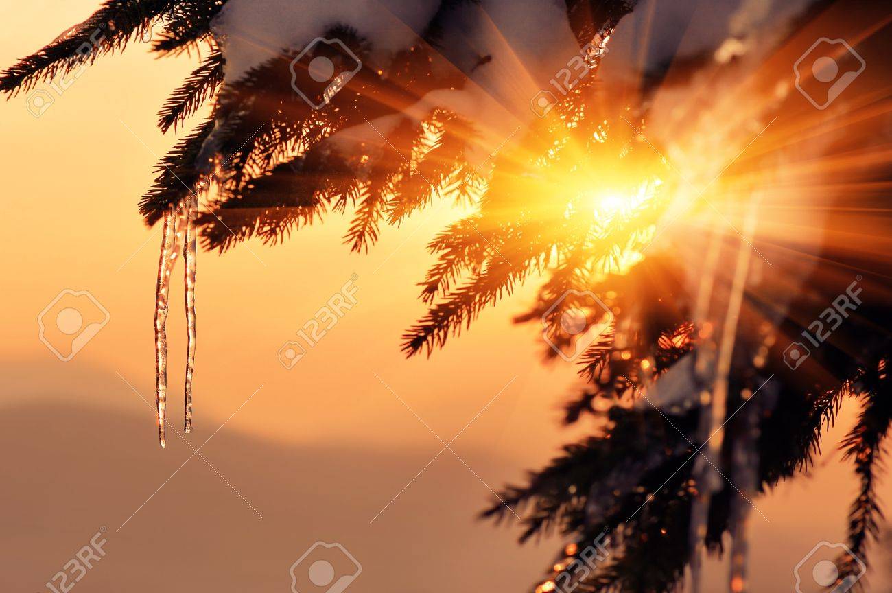 Fir branch with icicles at sunset. Winter background for design - 12654877 Fir branch with icicles at sunset. Winter background for design - 12654877