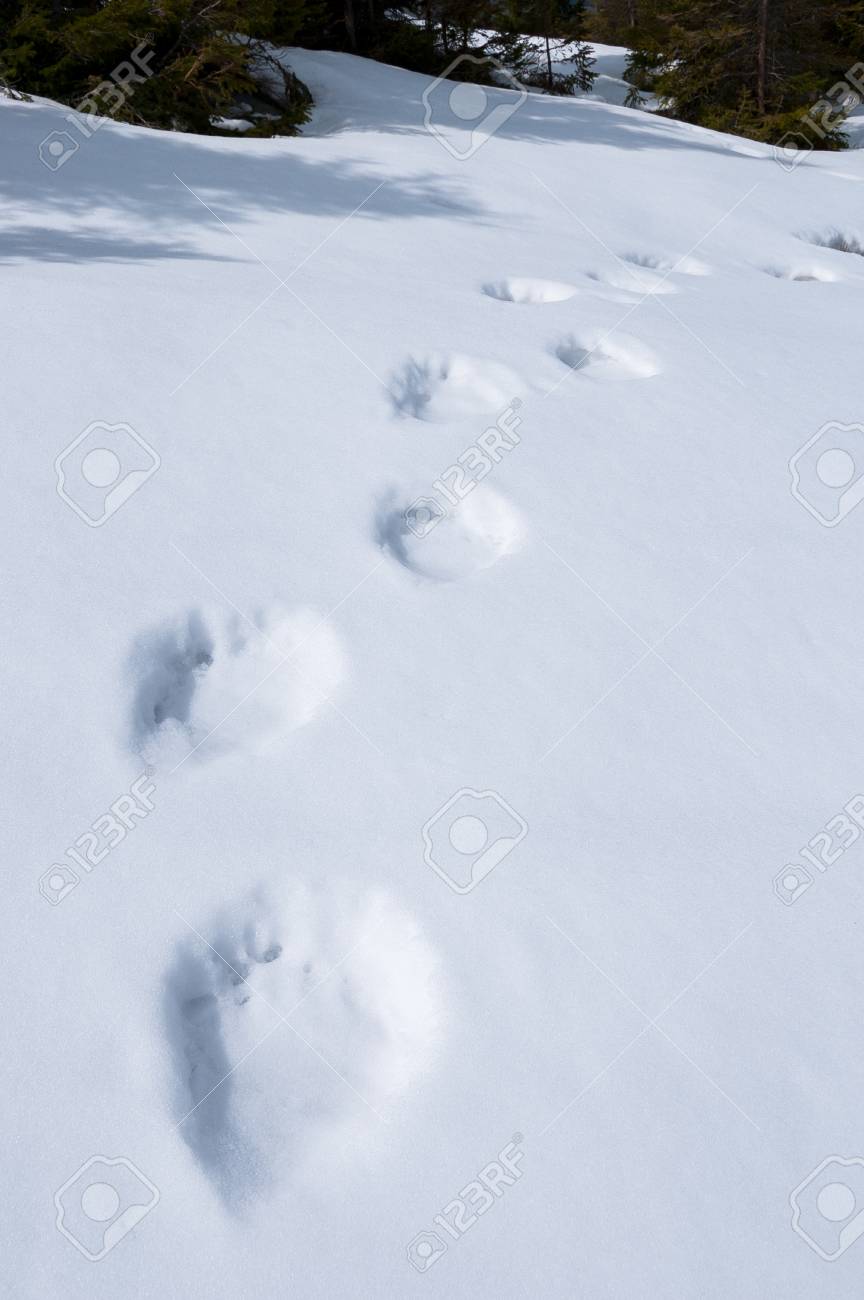 images Black Bear Tracks In Deep Snow bear tracks in the snow spring in the highlands danger in the