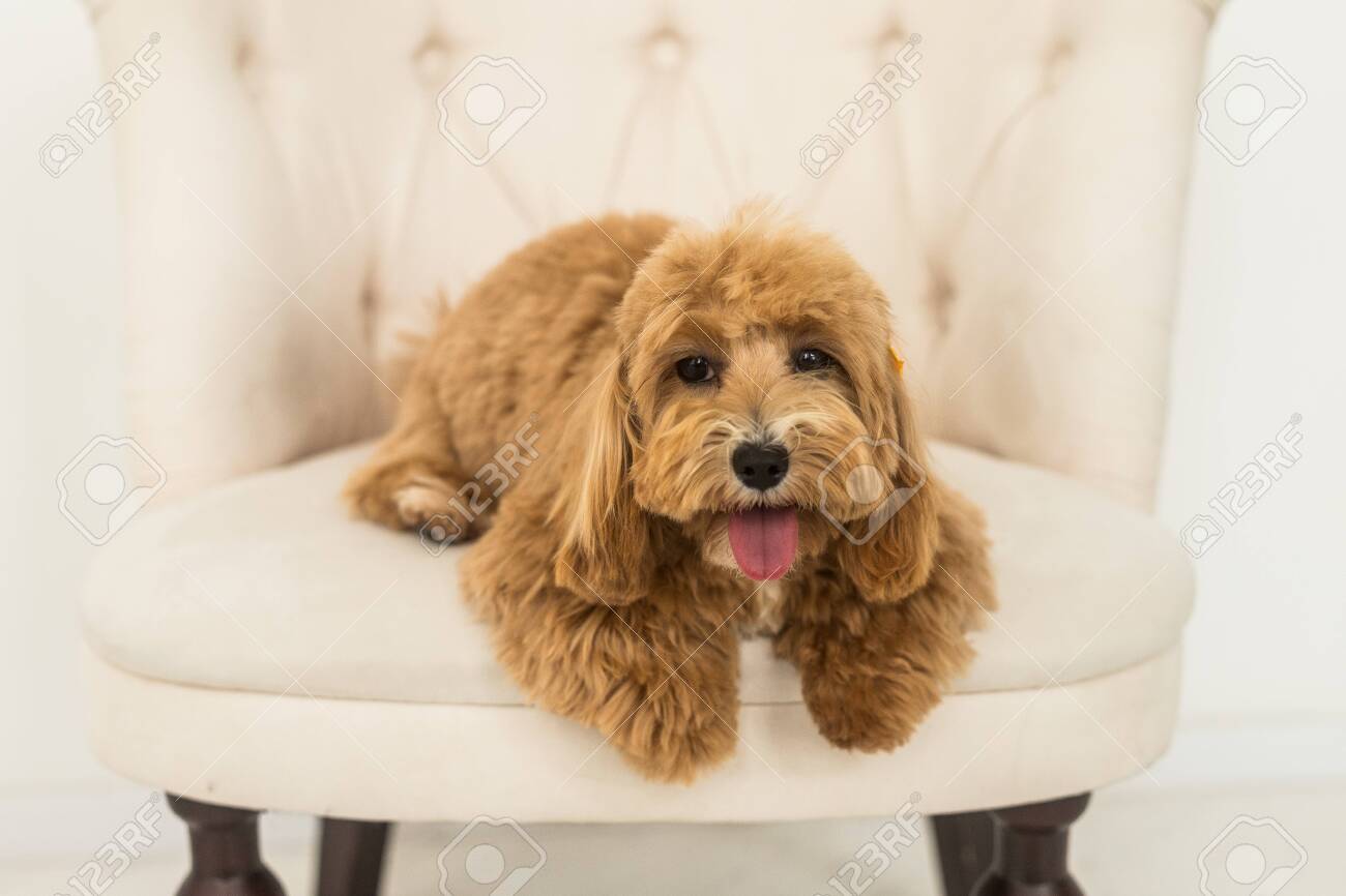 ginger toy poodle