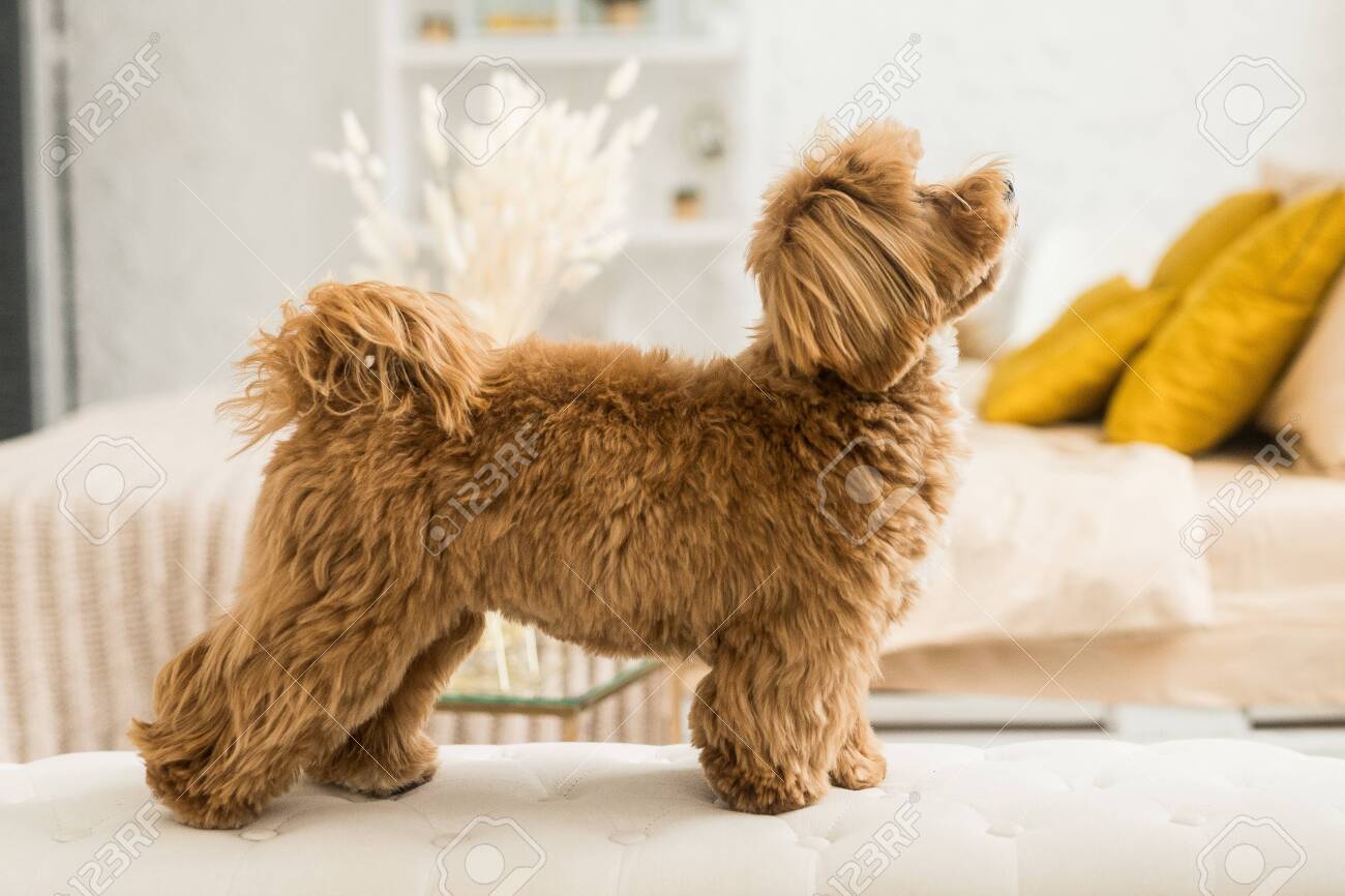 ginger toy poodle