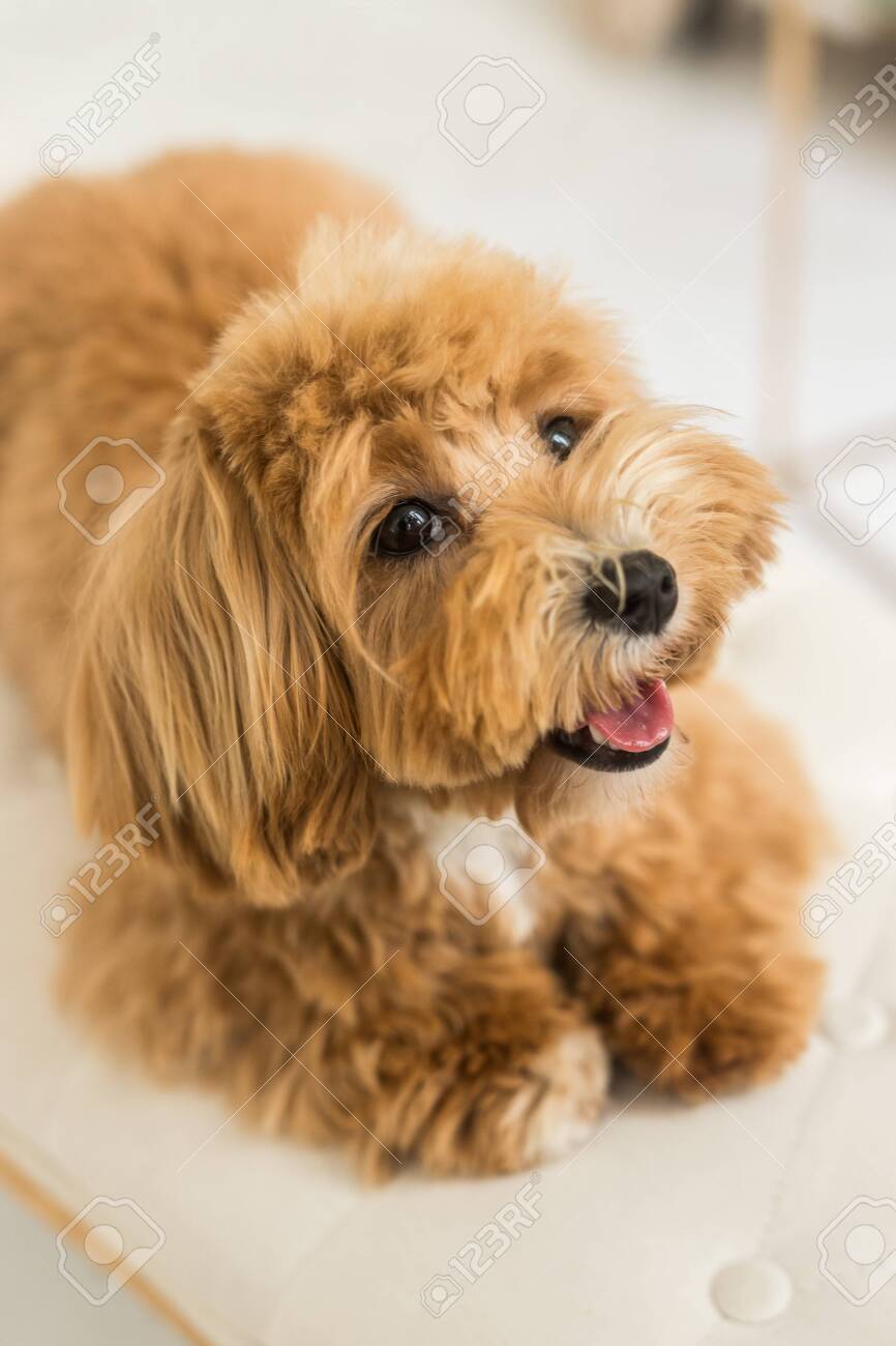 ginger toy poodle