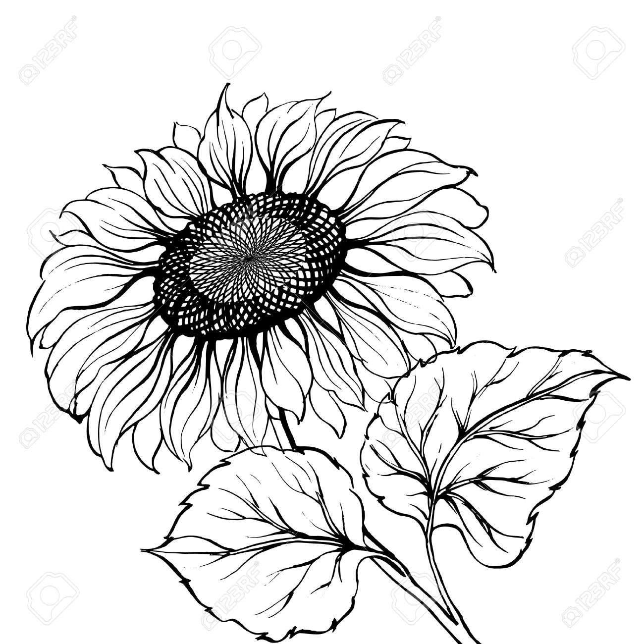 Sunflower Royalty Free Cliparts Vectors And Stock Illustration Image 18766067