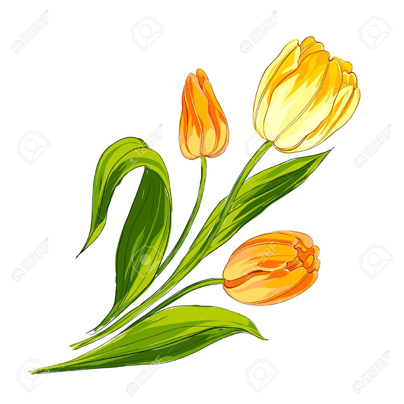 65 Gambar Vektor Bunga Tulip Paling Bagus 65 Gambar Vektor Bunga Tulip Paling Bagus