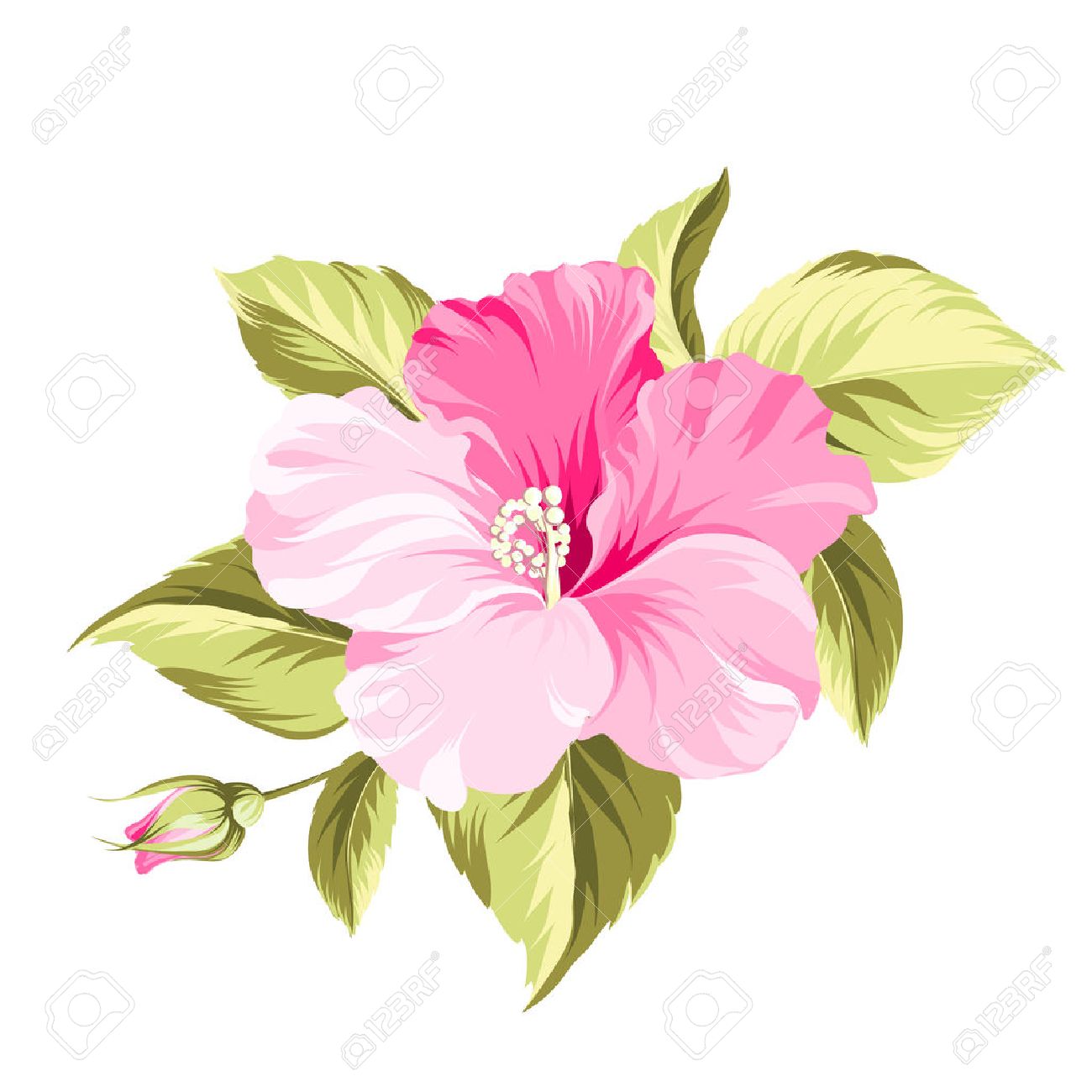 ハイビスカス ホワイト バック グラウンドで 1 つの熱帯の花 ベクトルの図 のイラスト素材 ベクタ Image ハイビスカス ホワイト バック グラウンドで 1 つの熱帯の花 ベクトルの図 のイラスト素材 ベクタ Image