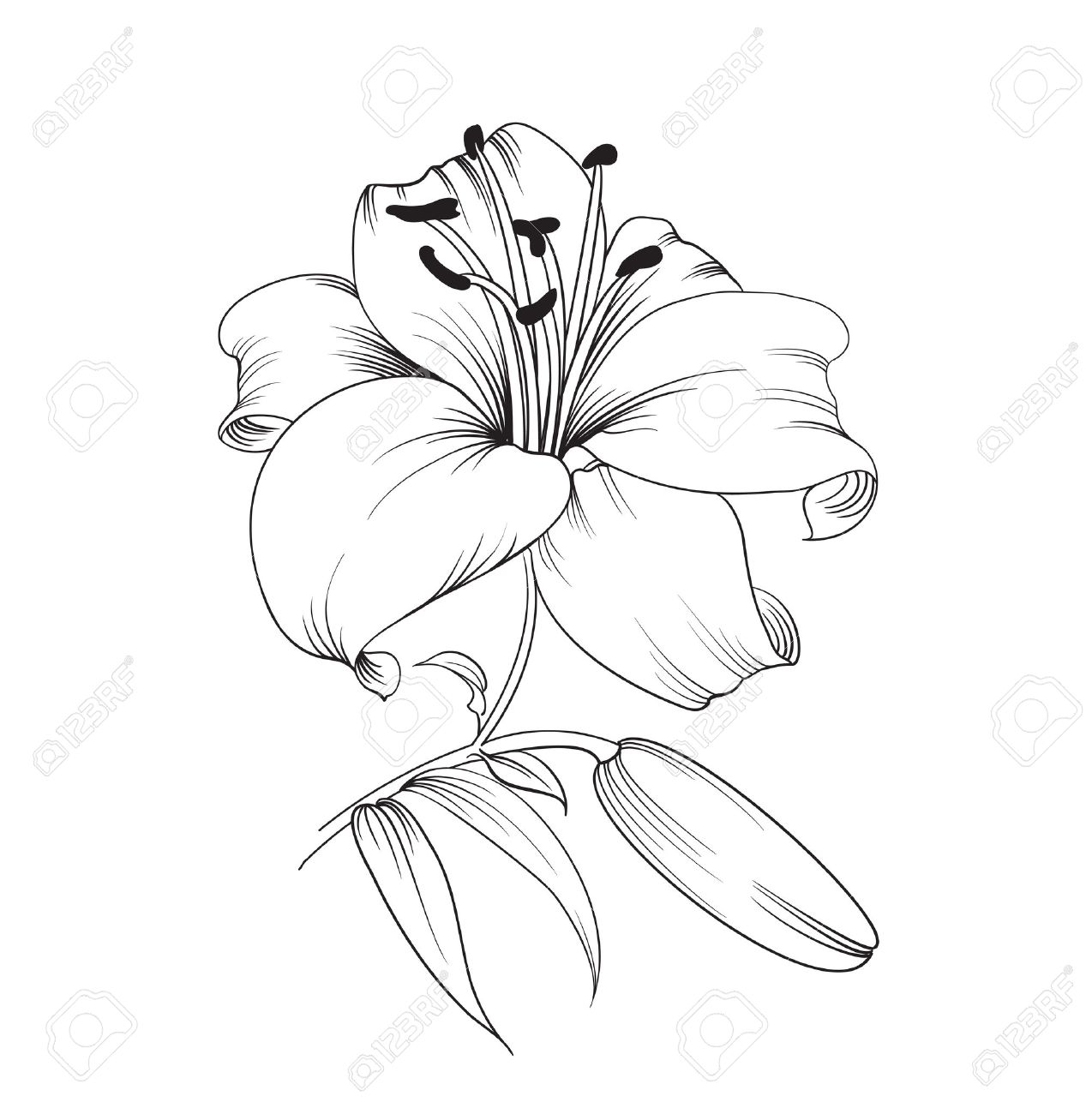 Lys Blanc Isole Sur Un Fond Blanc Carte Avec Fleurs De Lys Vector Illustration Clip Art Libres De Droits Vecteurs Et Illustration Image