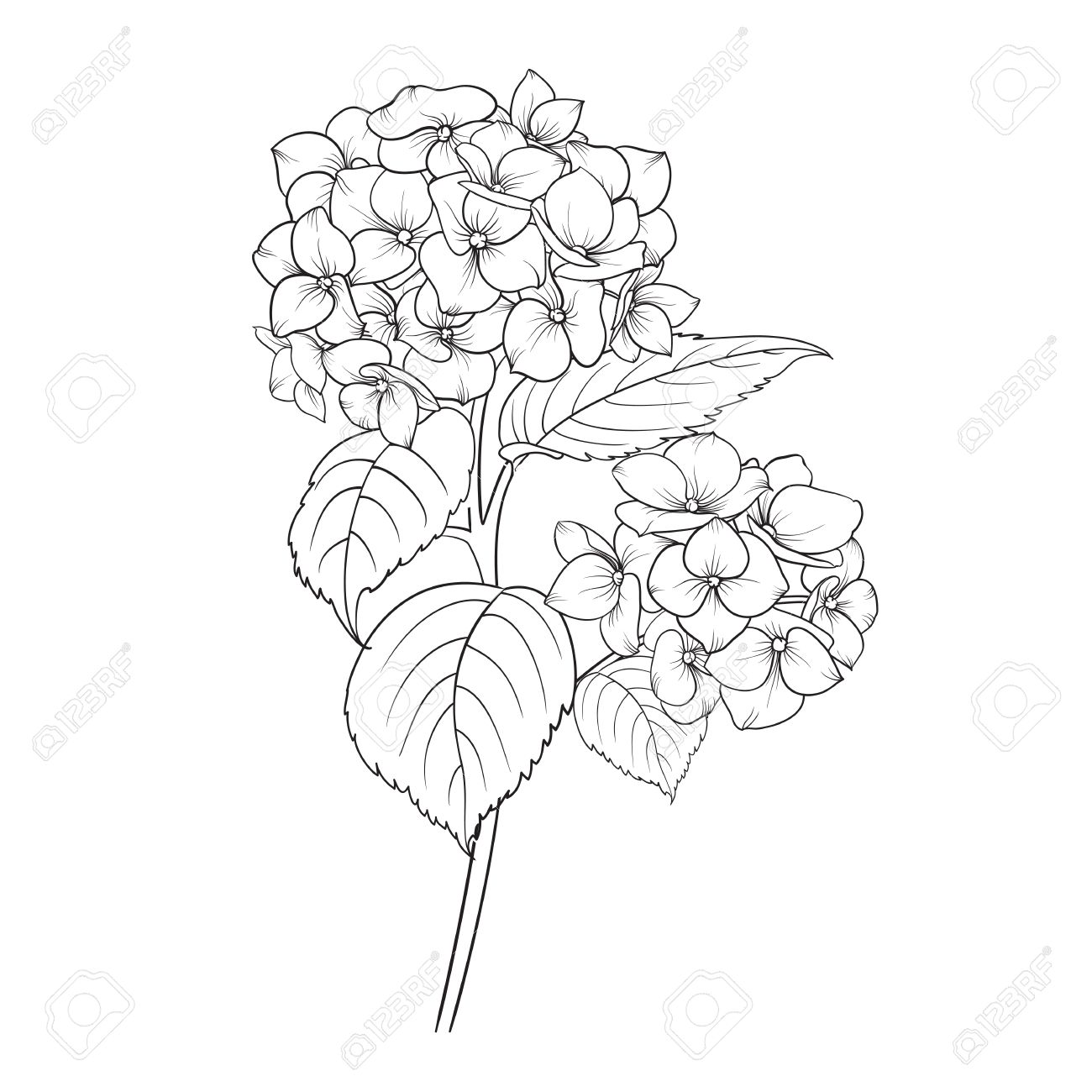 白い背景に咲く花アジサイ 白に対して分離された頭部のアジサイの花を拭きなさい 彫刻のスタイルで美しい花 ベクトルの図 のイラスト素材 ベクタ Image 46535447