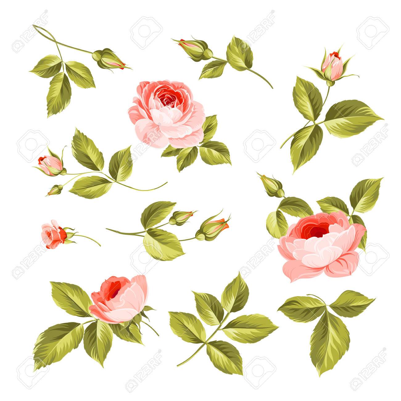 Weinlese Blumen Hochzeit Blumen Bundeln Blumen Sammlung Von Aquarell Detaillierte Hand Gezeichnet Rosen Lizenzfrei Nutzbare Vektorgrafiken Clip Arts Illustrationen Image 50146148