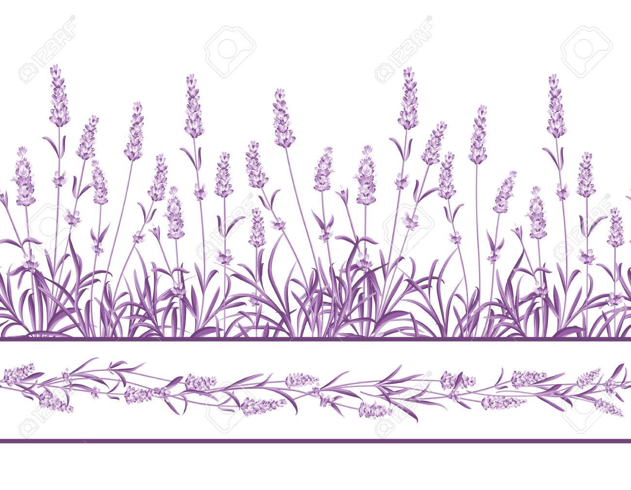 The Lavender Seamless frame line. Bunch of lavender flowers on a white background. Vector illustration. - 50920413 The Lavender Seamless frame line. Bunch of lavender flowers on a white background. Vector illustration. - 50920413