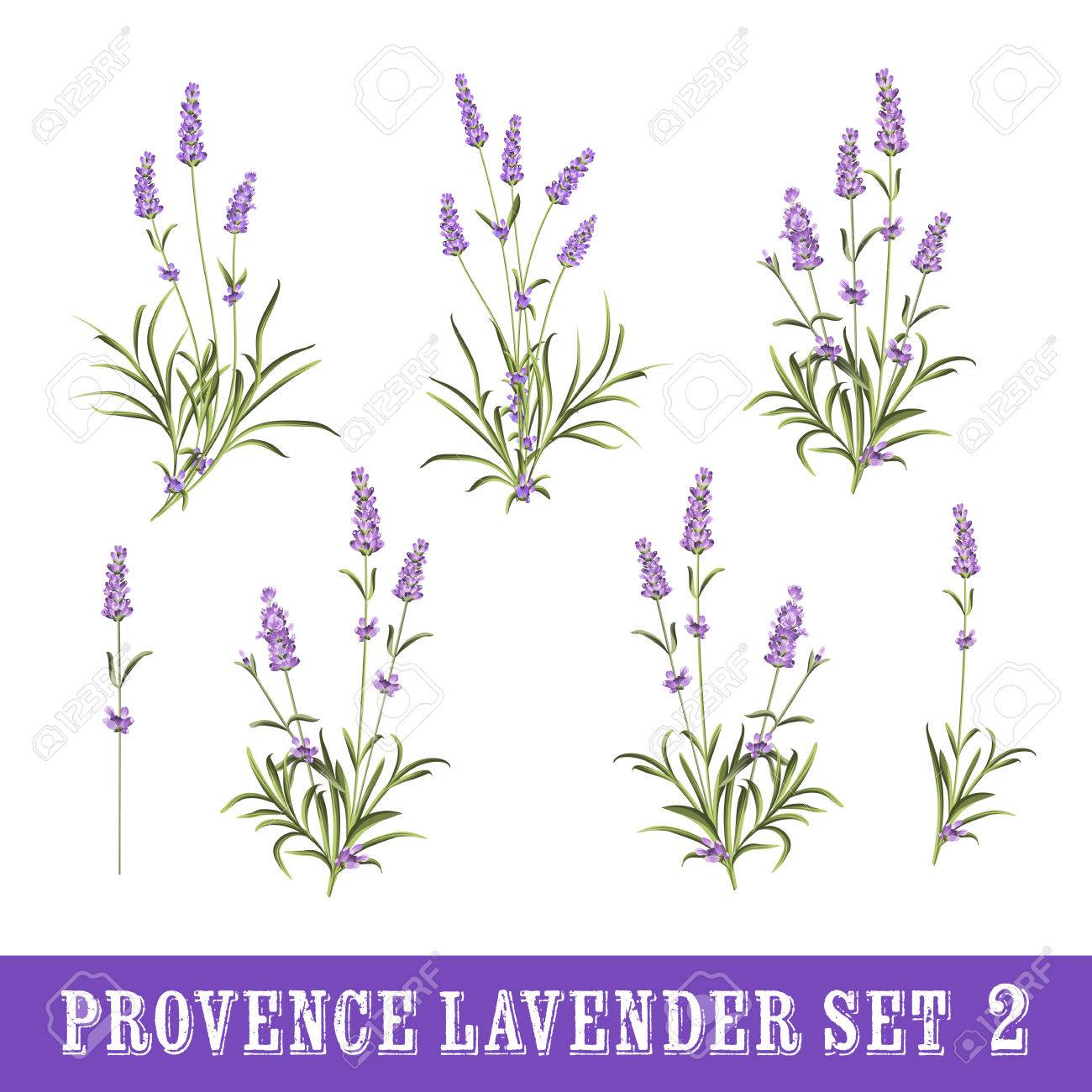 ラベンダー花要素のビンテージ セット 植物のイラスト 白い背景の上のラベンダーの花のコレクション ラベンダー手描き ラベンダー水彩セットです の イラスト素材 ベクタ Image