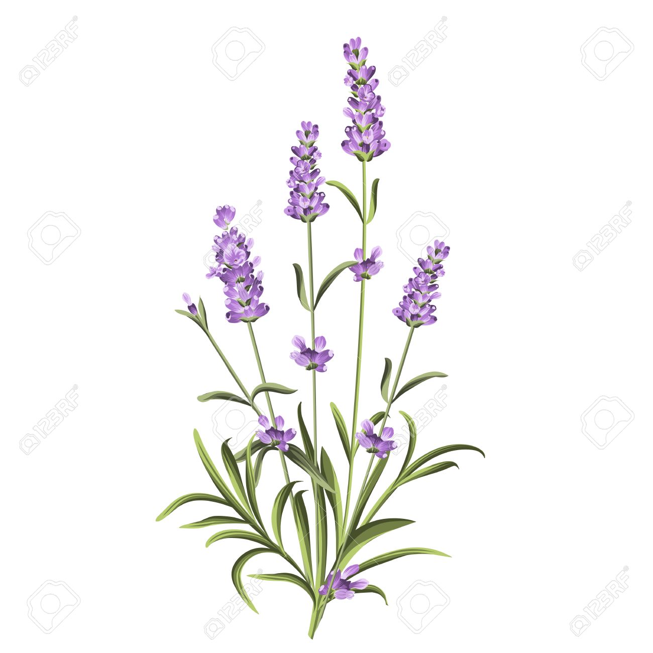 Lavender flowers elements. Botanical illustration. Collection of lavender flowers on a white background. Lavender hand drawn. Watercolor lavender set. Lavender flowers isolated on white background. - 54294368 Lavender flowers elements. Botanical illustration. Collection of lavender flowers on a white background. Lavender hand drawn. Watercolor lavender set. Lavender flowers isolated on white background. - 54294368