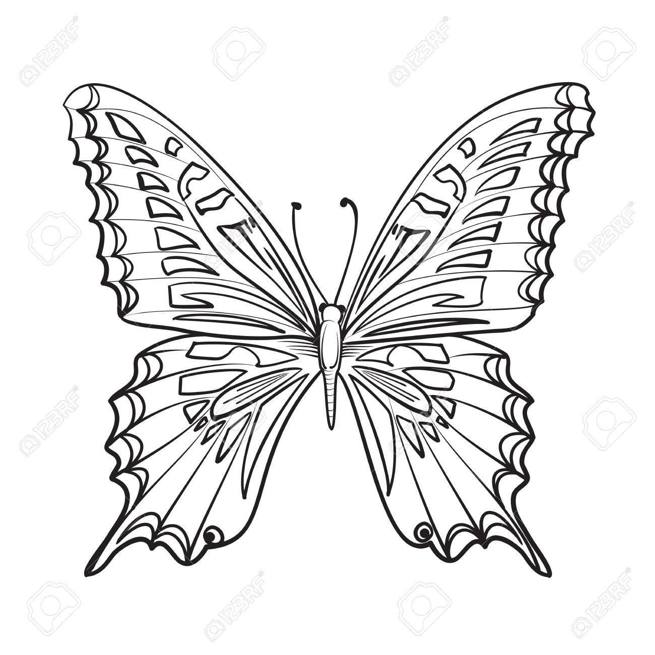 Flying Butterfly Card Beautiful Black And White Butterfly