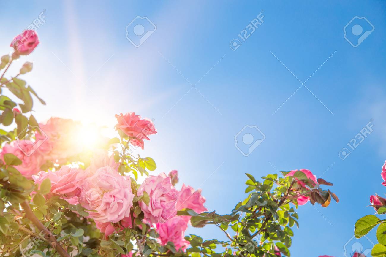 空の上のバラ園 鮮やかなピンクのバラが咲いています 太陽は バラの茂みに光をビームします 青い天の空 の写真素材 画像素材 Image