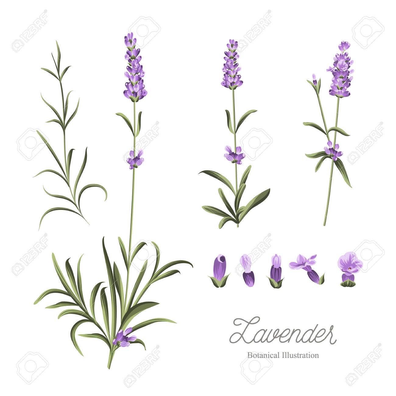 ラベンダーの花の要素のセットです 白い背景の上のラベンダーの花のコレクション ラベンダー手描き ラベンダー水彩セットです ラベンダー色の花は 白い背景で隔離 の写真素材 画像素材 Image