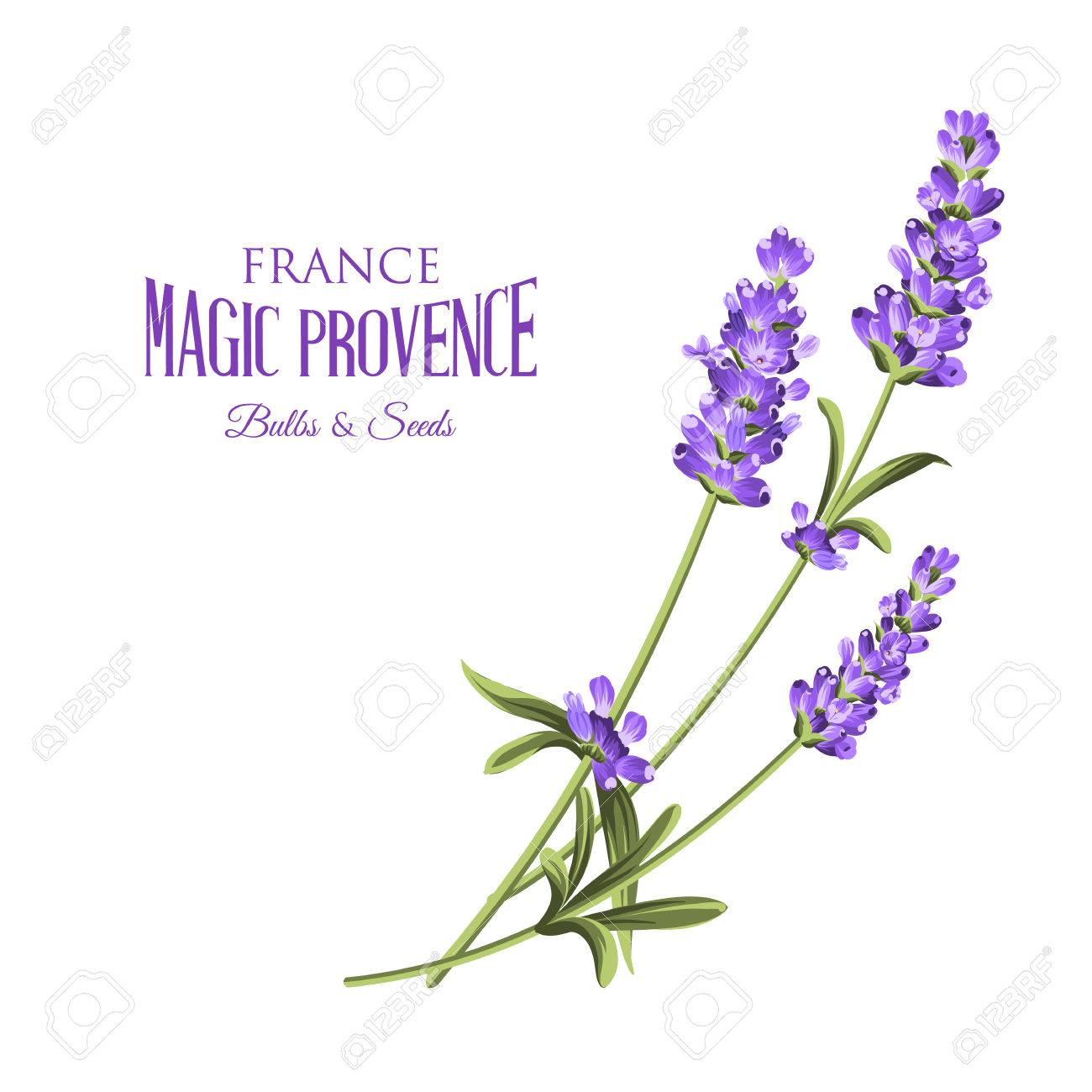 ラベンダーとラベルを付けます 白地ラベンダー花の束 植物のイラスト ビンテージ スタイルです 紙や繊維の贈り物を作る ベクトル図 のイラスト素材 ベクタ Image