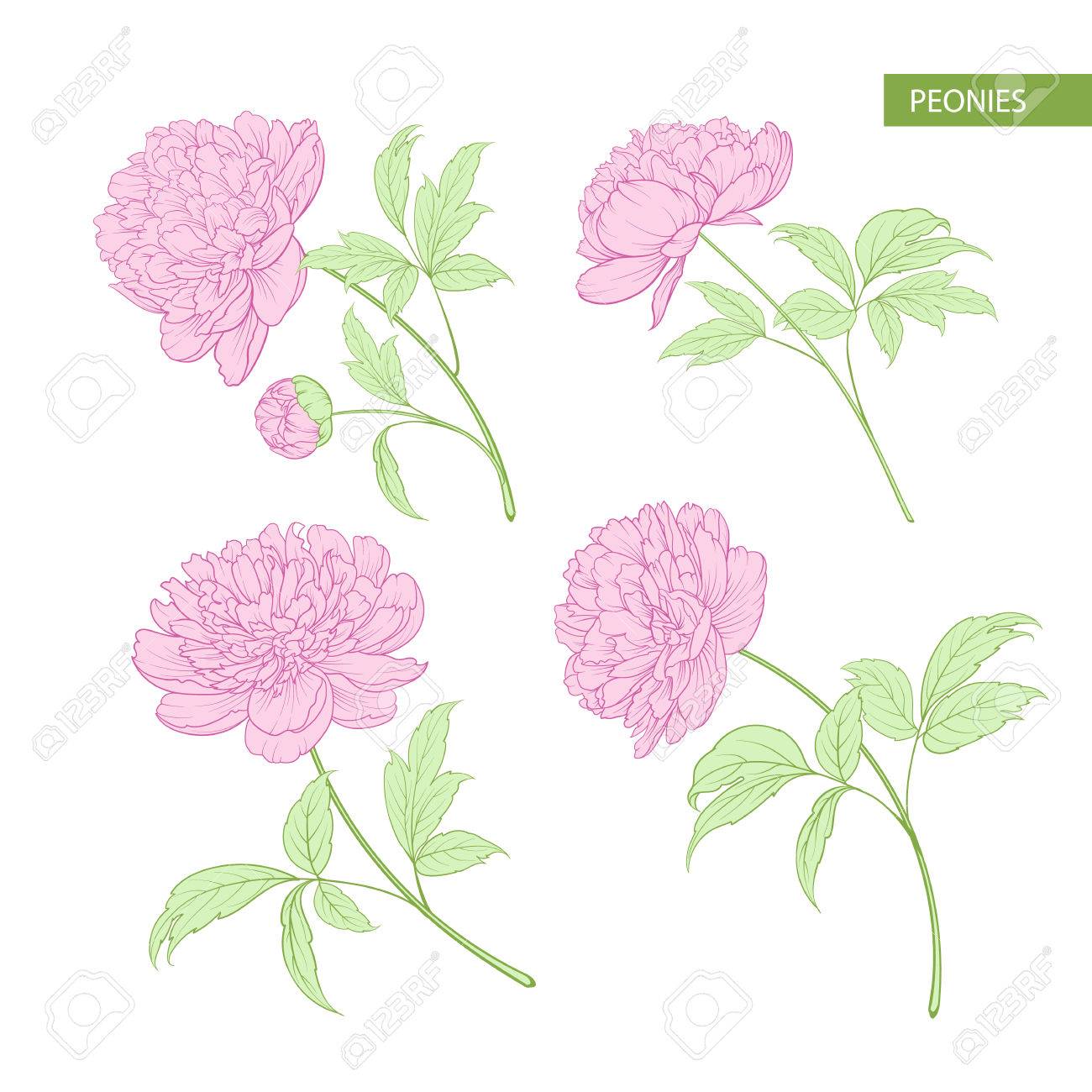 牡丹の花の要素のセットです 植物のイラスト 白地に牡丹のコレクションです ベクトル図の束 のイラスト素材 ベクタ Image 牡丹の花の要素のセットです 植物のイラスト 白地に牡丹のコレクションです ベクトル図の束 のイラスト素材 ベクタ Image