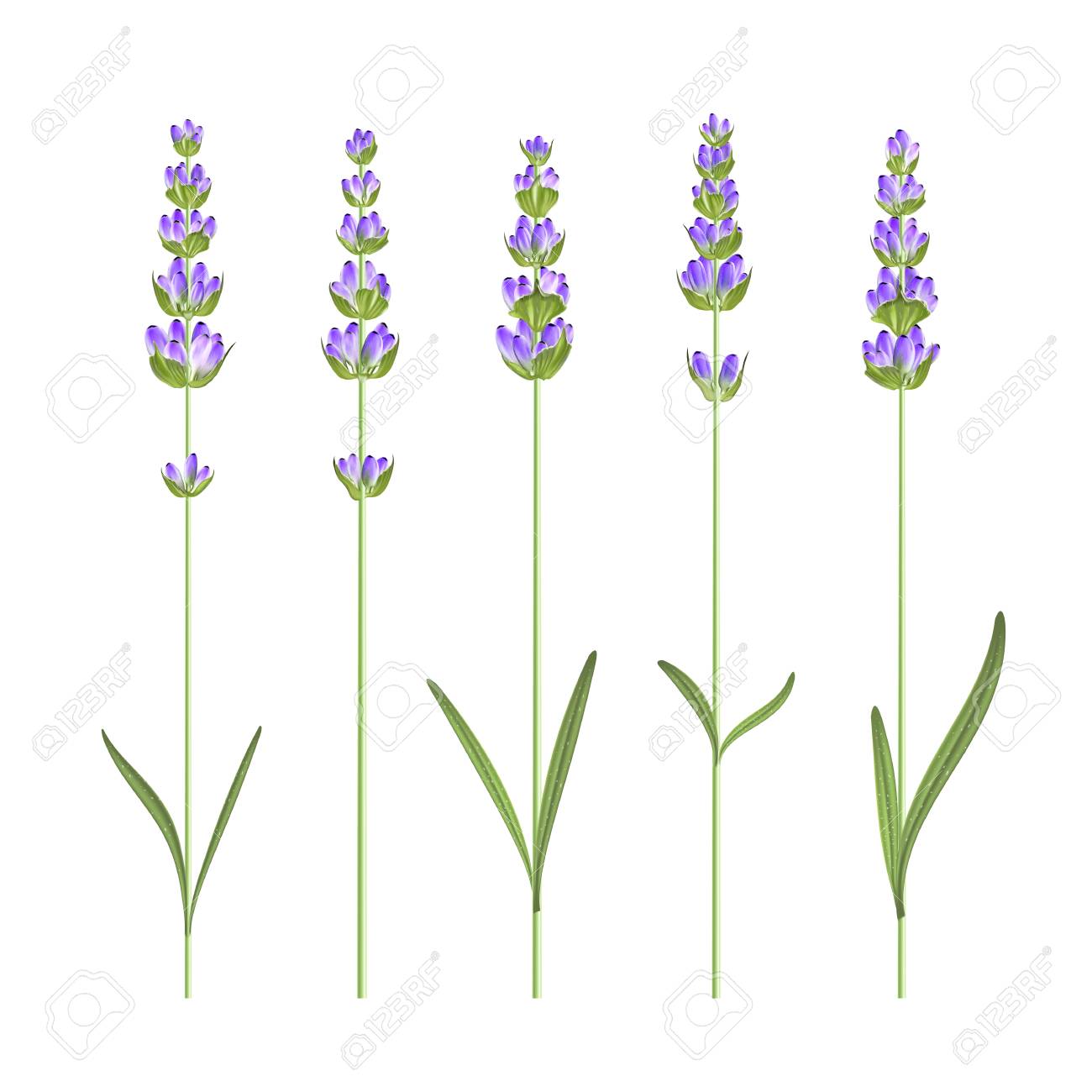 ラベンダー花要素のセットです ベクトル図の束 のイラスト素材 ベクタ Image ラベンダー花要素のセットです ベクトル図の束 のイラスト素材 ベクタ Image