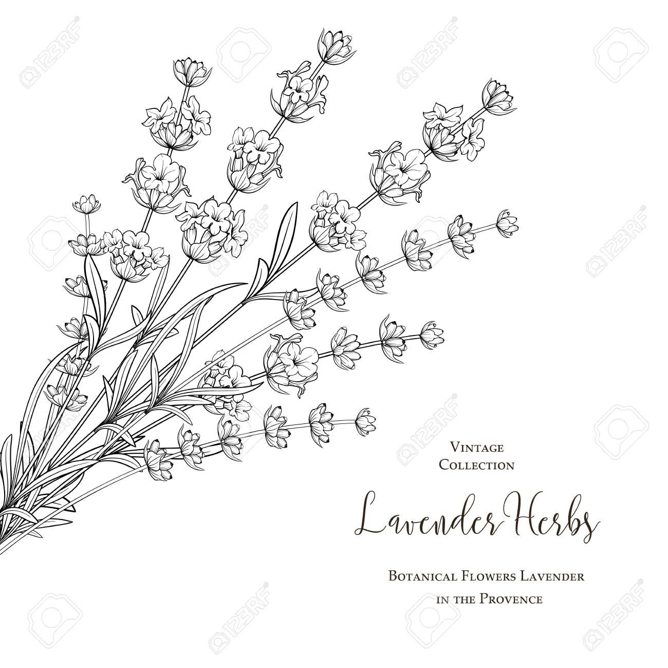 書道と夏の花はラベンダー ハーブを署名します 白い背景に分離されたラベンダー花の束 ベクトルの図 のイラスト素材 ベクタ Image 書道と夏の花はラベンダー ハーブを署名します 白い背景に分離されたラベンダー花の束 ベクトルの図 のイラスト素材 ベクタ Image