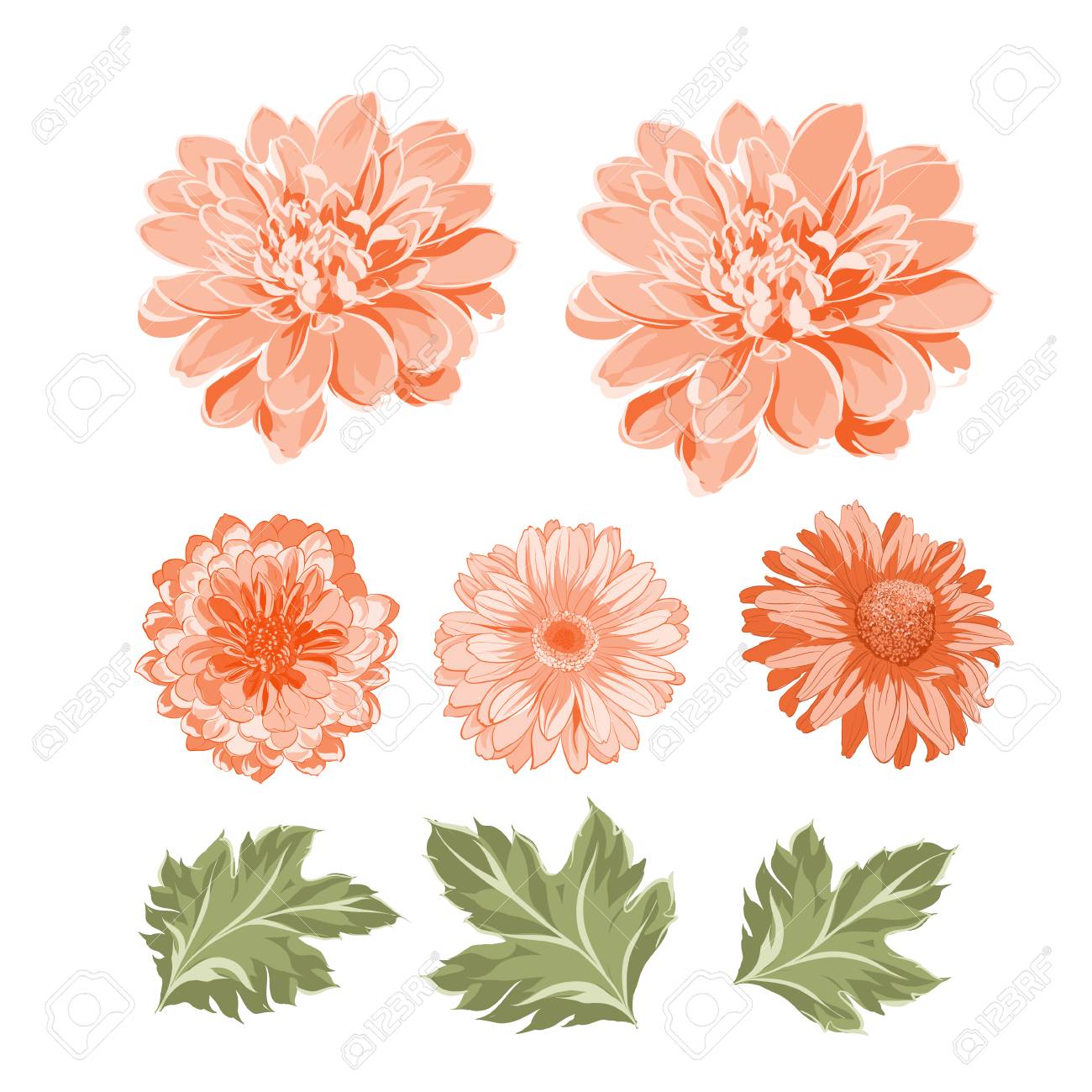 菊の花要素のセット 植物のイラスト 白い背景にママのコレクション ベクトルイラストバンドル のイラスト素材 ベクタ Image