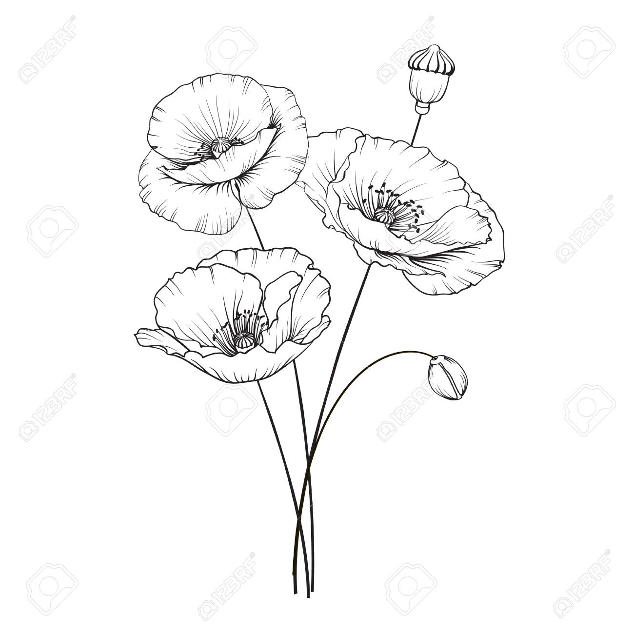 Poppies Flowers In Black And White Illustration. Royalty Free SVG, Cliparts,  Vectors, and Stock Illustration. Image 98186359., image size:1300x1300