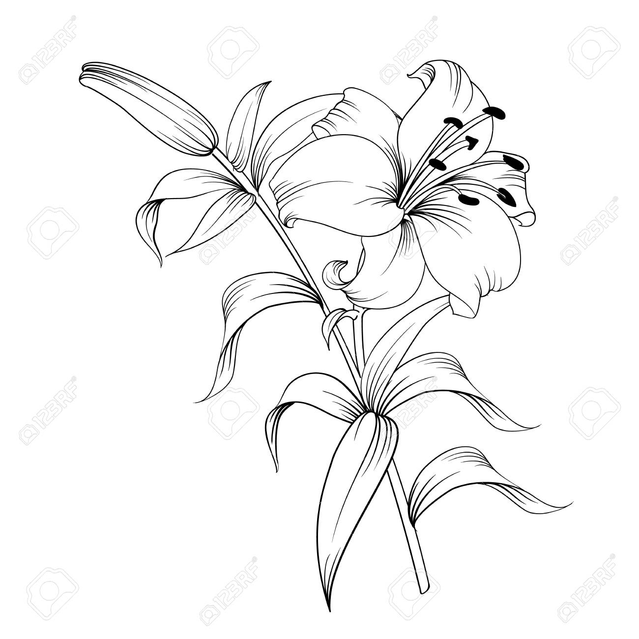 White lily isolated on a white background. Card with blooming lily. Vector illustration. - 98199144 White lily isolated on a white background. Card with blooming lily. Vector illustration. - 98199144