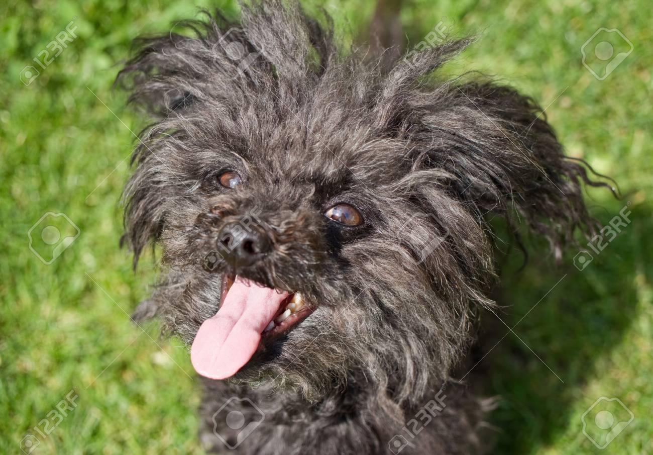 rachael ray nutrition dog food